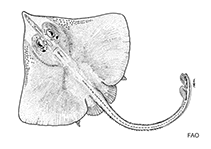 Image of Cruriraja rugosa (Rough leg skate)