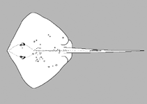 Image of Neotrygon australiae (Australian bluespotted maskray)