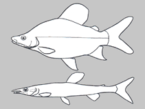 Image of Nannocharax hollyi 