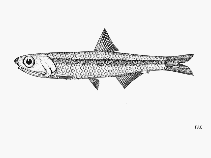 Image of Encrasicholina oligobranchus (Philippine anchovy)