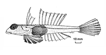 Image of Foetorepus paxtoni (Paxton\