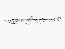 Image of Galeus nipponensis (Broadfin sawtail catshark)