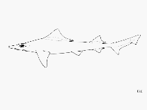 Image of Gogolia filewoodi (Sailback houndshark)