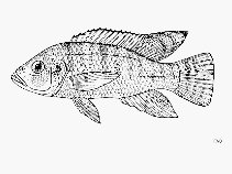 Image of Ctenochromis pectoralis (Pangani haplo)