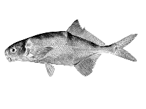 Image of Cyphomyrus psittacus 