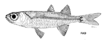 Image of Hypoatherina crenolepis (Crenulated silverside)