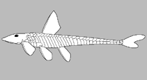 Image of Dolichancistrus carnegiei 