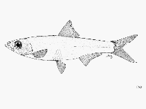 Image of Laeviscutella dekimpei (Roundbelly pellonuline)