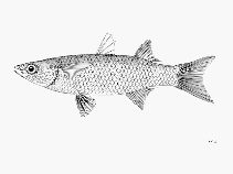 Image of Chelon dumerili (Grooved mullet)