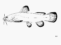 Image of Lophiobagrus cyclurus (African bullhead)