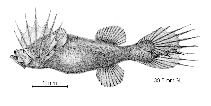 Image of Mirapinna esau (Hairyfish)