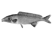 Image of Mormyrus lacerda (Western bottlenose mormyrid)