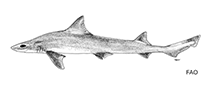 Image of Mustelus minicanis 