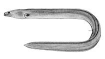 Image of Ophichthus alleni 