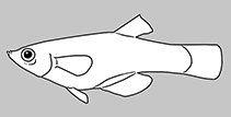 Image of Pantanodon madagascariensis 