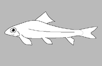 Image of Psilorhynchus tenura 