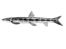 Image of Parakneria ladigesi 