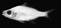 Image of Paradoxodacna piratica 