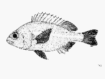 Image of Parascolopsis townsendi (Scaly dwarf monocle bream)