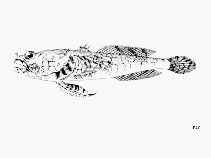 Image of Perulibatrachus elminensis (Guinean toadfish)