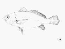 Image of Pteroscion peli (Boe drum)