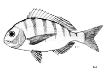 Image of Rhabdosargus globiceps (White stumpnose)