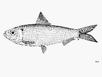 Image of Sardinella zunasi (Japanese sardinella)