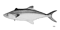 Image of Scomberomorus multiradiatus (Papuan seerfish)