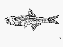 Image of Stolephorus ronquilloi (Ronquillo\