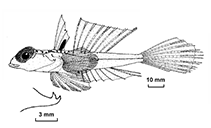 Image of Synchiropus richeri (Richer\