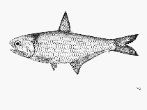 Image of Thryssa aestuaria (Estuarine thryssa)