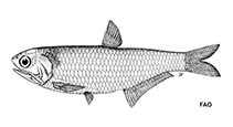 Image of Thryssa kammalensoides (Godavari thryssa)