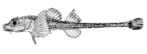 Image of Xeneretmus leiops (Smooth-eye poacher)