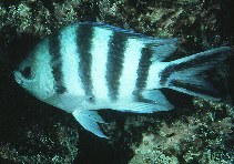 Image of Abudefduf sexfasciatus (Scissortail sergeant)