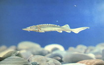 Image of Acipenser dabryanus (Yangtze sturgeon)