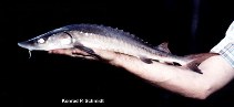 Image of Acipenser fulvescens (Lake sturgeon)