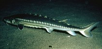 Image of Acipenser medirostris (Green sturgeon)