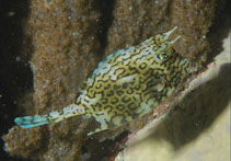 Image of Acanthostracion quadricornis (Scrawled cowfish)