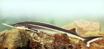 Image of Acipenser ruthenus (Sterlet sturgeon)