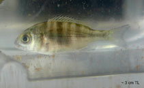 Image of Acanthopagrus schlegelii (Blackhead seabream)