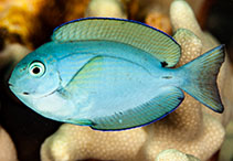 Image of Acanthurus thompsoni (Thompson\