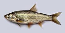 Image of Acanthobrama urmianus (Urmia Lake chub)