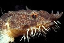 Image of Agonus cataphractus (Hooknose)