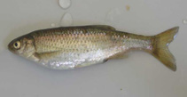 Image of Alburnus albidus (Italian bleak)