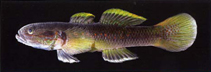 Image of Allomogurnda flavimarginata 