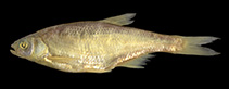 Image of Alburnoides gmelini 