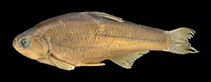 Image of Alburnoides idignensis 