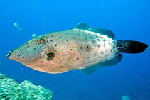 Image of Aluterus scriptus (Scribbled leatherjacket filefish)