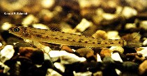 Image of Ammocrypta clara (Western sand darter)