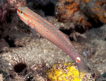 Image of Amblygobius decussatus (Orange-striped goby)